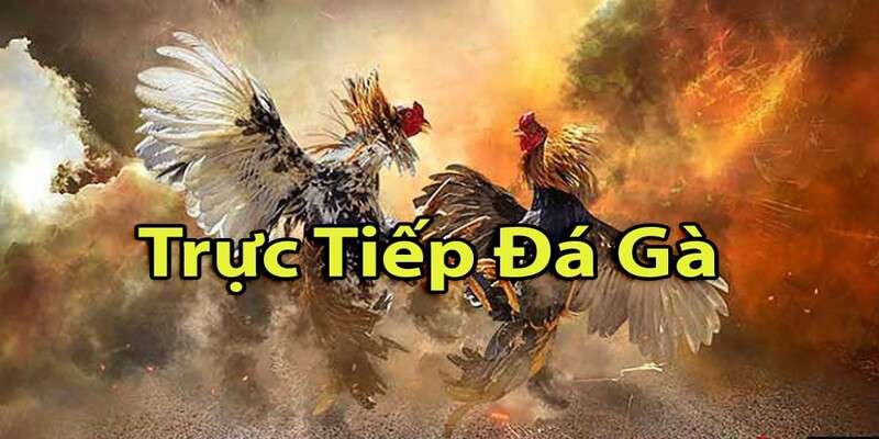 Trực tiếp Đá Gà siêu nét HI88