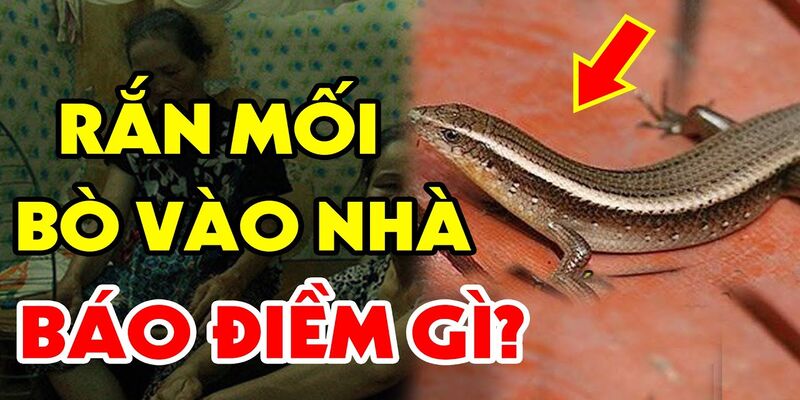 Rắn mối vào nhà là điềm gì?